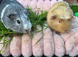 Two bond beautiful females Guinea pigs