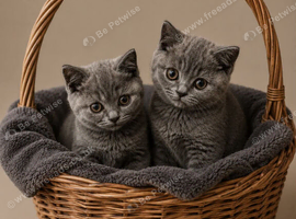 Rehome  British Shorthair cats