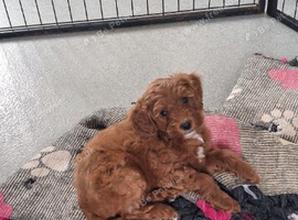 F1B Miniature Labradoodle Girls
