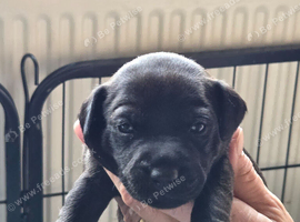 Gorgeous Patterdale puppies
