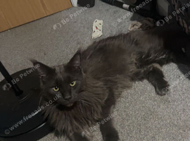 Male main coon