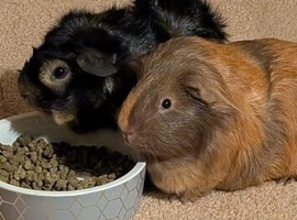 Two Rescue boys looking for there forever home