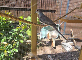 Young dimond doves