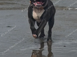 1 year old blue brindle staffy