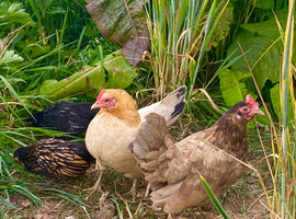 Serama Hatching Eggs