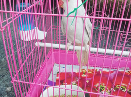 Grey clear tail Hen ringneck