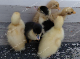 Young Ducklings