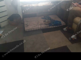 Xl dog crate