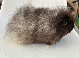 Adult Swiss boar