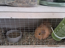 Guinea pig