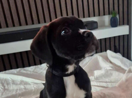 4 STUNNING FEMALE CANE CORSO READY NOW
