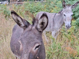 10 yr old jenny donkey in foal