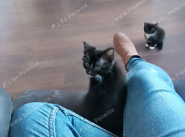 Gorgeous kittens