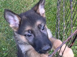 Gorgeous puppyssss for sale