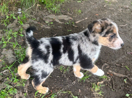Collie cross Malinios