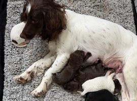 Sprocker puppies for sale