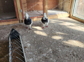 Pair of iranian pigeons