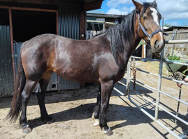 SHIRE X SPORTS HORSE - PRICE REDUCED!