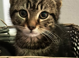 10 Week Old Kittens