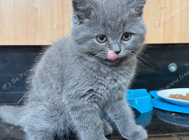 British Shorthair