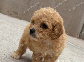 Poochon puppies for sale