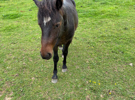 Beautiful 3-Year-Old Exmoor-Type Colt