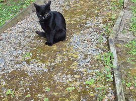 Luna needs a good home.