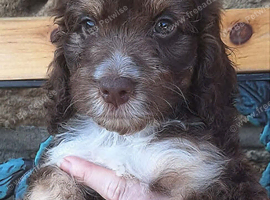 Stunning F1 cockapoo puppies available