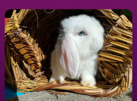 Mini lop