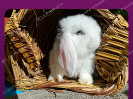 Mini lop