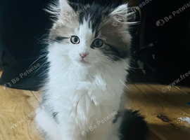 Siberian kitten