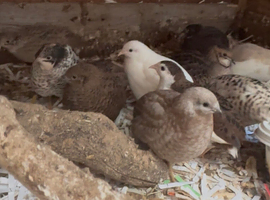 Button Quail hatching eggs