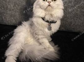 2 year old female
