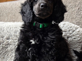 Exceptional Quality Moyen Poodles