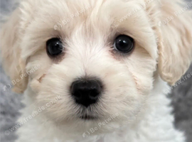 Maltipoo male 8 weeks old available now