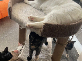 Beautiful friendly kittens need loving homes