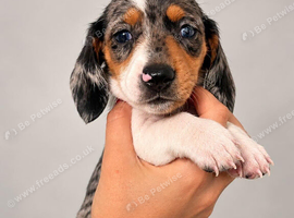 Miniature Dachshund Puppies 2 Boys