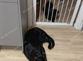 Shadow just turned 4 months