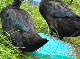 Cayuga ducks free