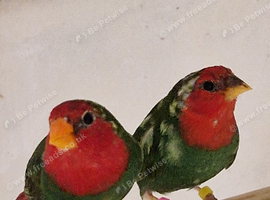 D N A tested young pair of pied redfaced parrot finch for sale