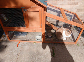 Rabbit