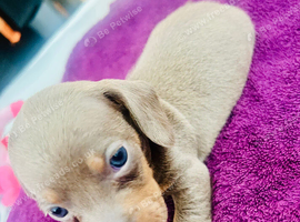 Dachshund puppier