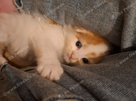 2 kittens