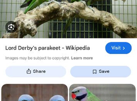 Derbayan parrot