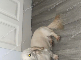 Longhaired cream boy STUD