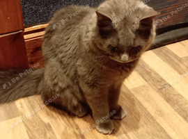 Male cat