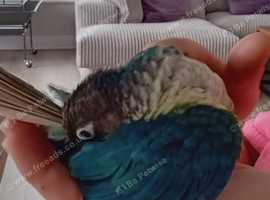 GC Conure turquoise and cinnamon