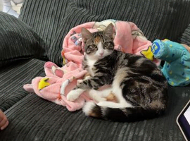 Needs rehoming asap