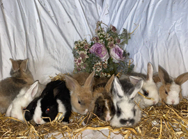 Baby rabbits ready now