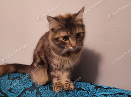Kitten for sale